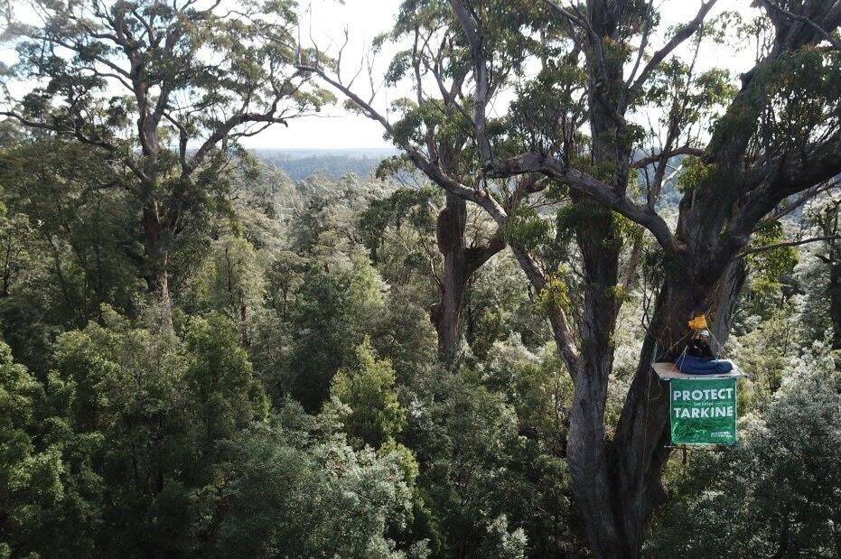 SIT IN: Protester Andy Szollosi camps in a tree sit in the Sumac area as part of a Tarkine conservation protest. Picture: Supplied
