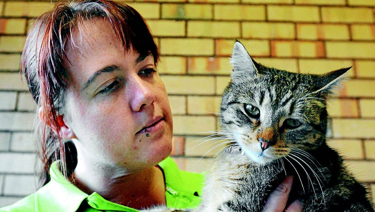 ORANGE: Orange RSPCA animal attendant Kc Grealy with Shelly the cat. Shelly has given one of her nine lives to save the life of another cat. Photo: STEVE GOSCH 0722sgcat