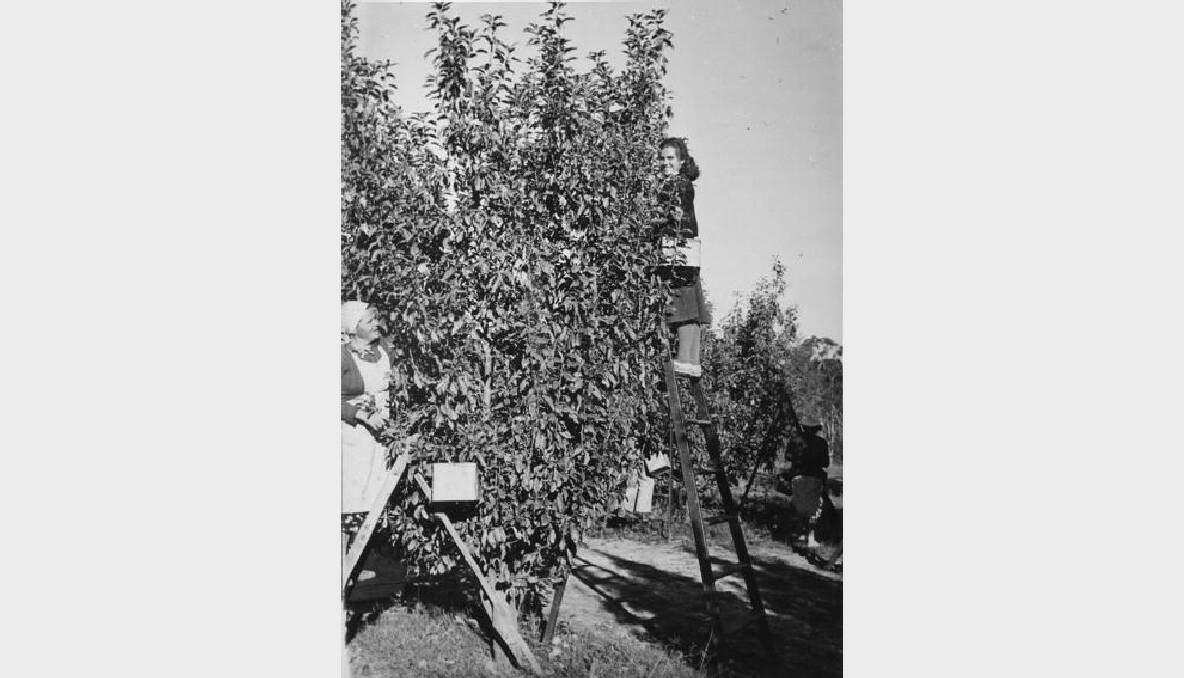 A fruit picker hard at work in Orange, 1960. Photo: The Collections of Central West Libraries.