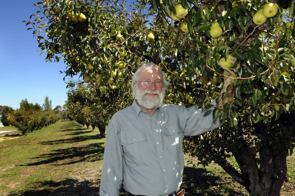 PICK OF THE CROP: Horticulturist Roy Menzies with the more than 100-year-old pear trees still bearing fruit at the Bathurst Agricultural Research Station. Photo: Phill Murray 022014proy
