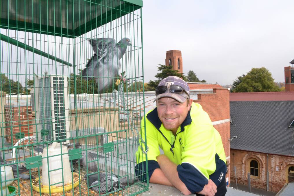 UP IN THE AIR: Isaac Canham, perched high on a William Street building, checks the morning’s pigeon catch. Photo: BRIAN WOOD 041813trap1